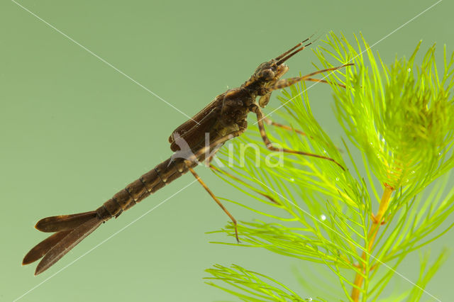 Koperen beekjuffer (Calopteryx haemorrhoidalis)