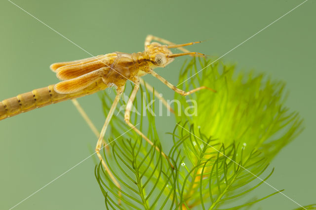 Koperen beekjuffer (Calopteryx haemorrhoidalis)