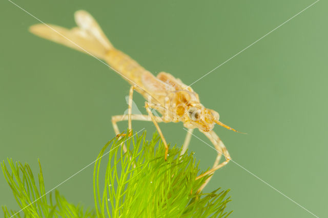 Koperen beekjuffer (Calopteryx haemorrhoidalis)