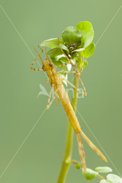 Koperen beekjuffer (Calopteryx haemorrhoidalis)