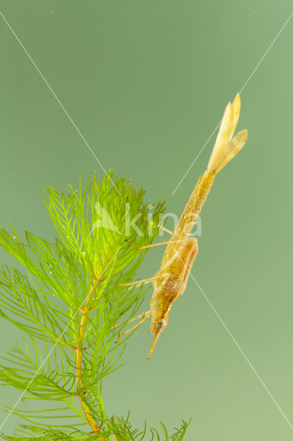 Koperen beekjuffer (Calopteryx haemorrhoidalis)