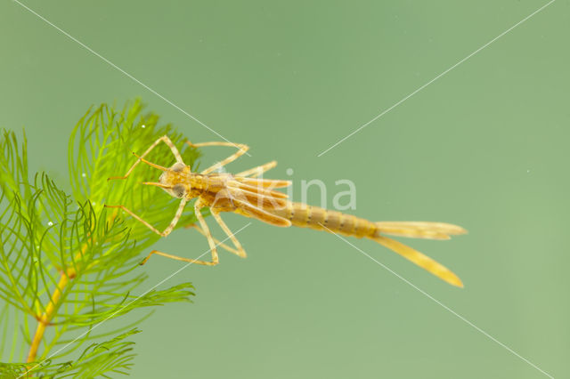 Koperen beekjuffer (Calopteryx haemorrhoidalis)