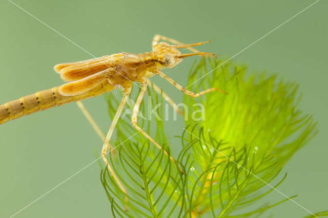 Koperen beekjuffer (Calopteryx haemorrhoidalis)