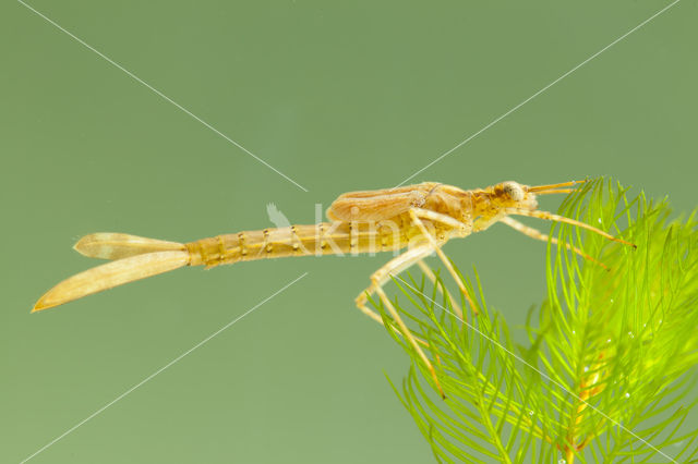 Koperen beekjuffer (Calopteryx haemorrhoidalis)