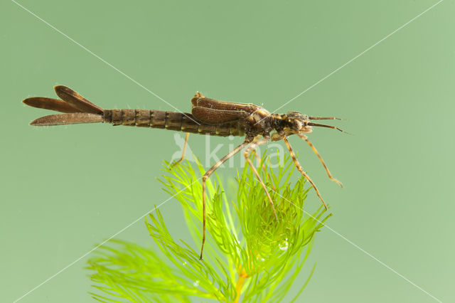 Koperen beekjuffer (Calopteryx haemorrhoidalis)