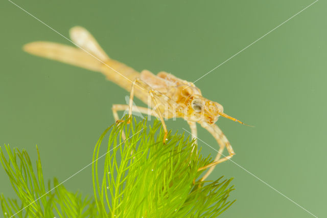 Koperen beekjuffer (Calopteryx haemorrhoidalis)