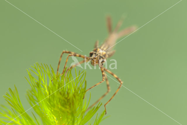 Koperen beekjuffer (Calopteryx haemorrhoidalis)