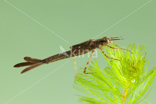 Koperen beekjuffer (Calopteryx haemorrhoidalis)