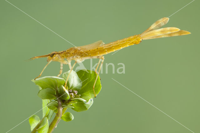 Koperen beekjuffer (Calopteryx haemorrhoidalis)