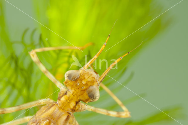 Koperen beekjuffer (Calopteryx haemorrhoidalis)