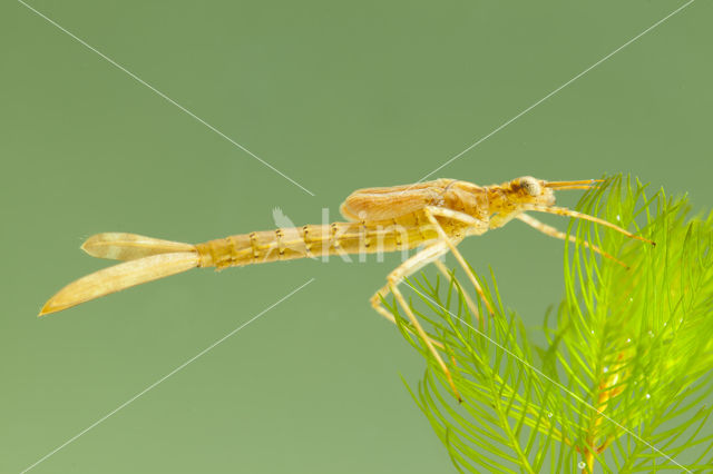 Koperen beekjuffer (Calopteryx haemorrhoidalis)