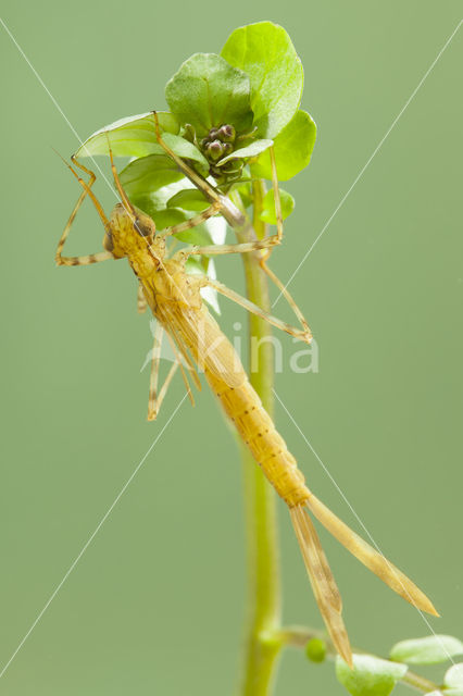 Koperen beekjuffer (Calopteryx haemorrhoidalis)