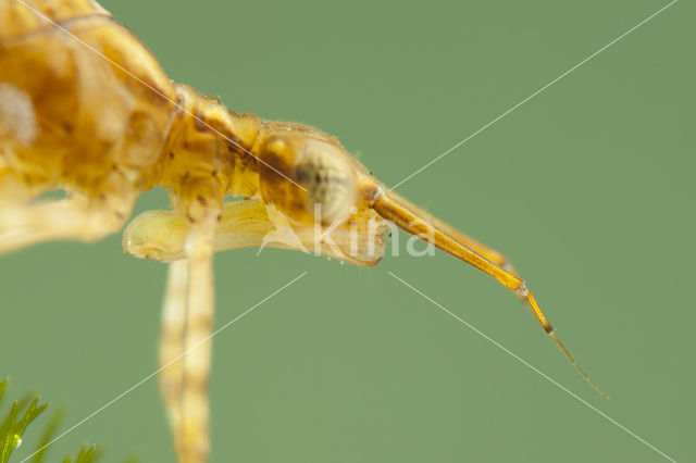 Koperen beekjuffer (Calopteryx haemorrhoidalis)