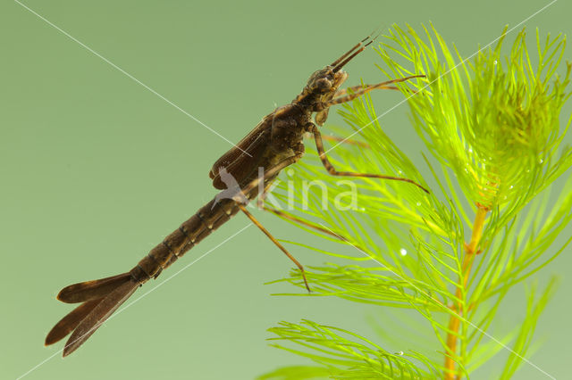 Koperen beekjuffer (Calopteryx haemorrhoidalis)