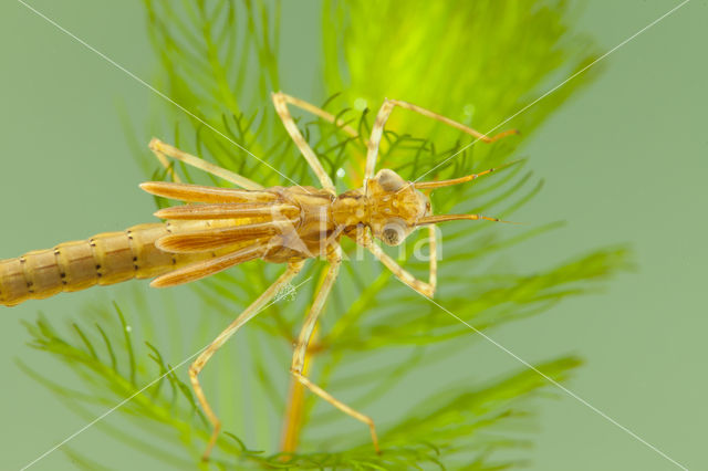 Koperen beekjuffer (Calopteryx haemorrhoidalis)