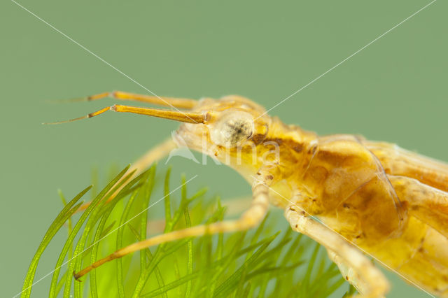 Koperen beekjuffer (Calopteryx haemorrhoidalis)