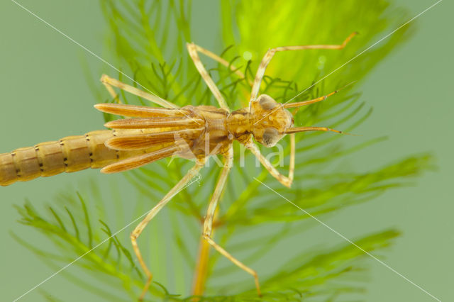 Koperen beekjuffer (Calopteryx haemorrhoidalis)