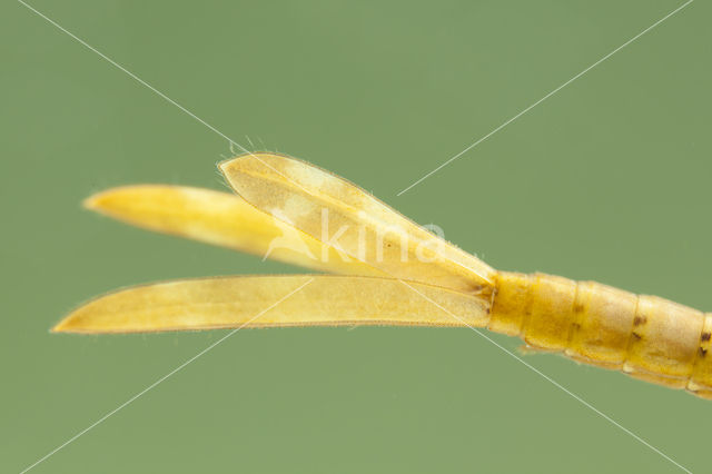 Koperen beekjuffer (Calopteryx haemorrhoidalis)