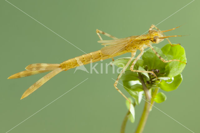 Koperen beekjuffer (Calopteryx haemorrhoidalis)