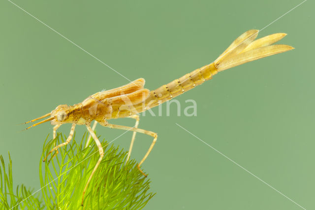 Koperen beekjuffer (Calopteryx haemorrhoidalis)