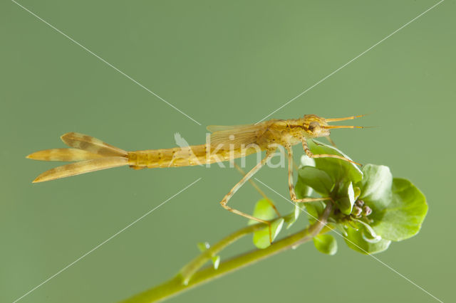 Koperen beekjuffer (Calopteryx haemorrhoidalis)