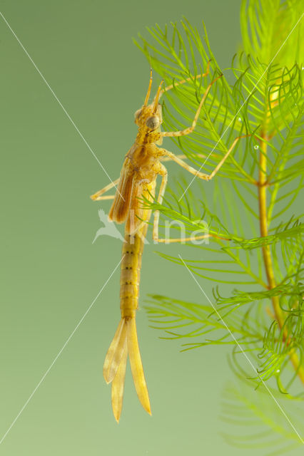 Koperen beekjuffer (Calopteryx haemorrhoidalis)