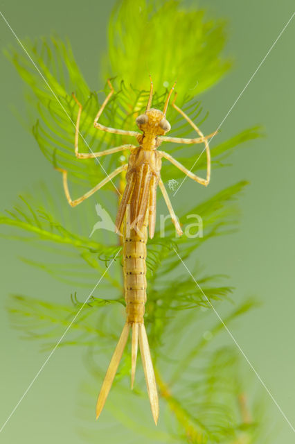 Koperen beekjuffer (Calopteryx haemorrhoidalis)