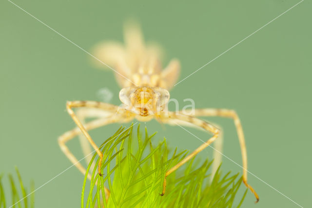 Koperen beekjuffer (Calopteryx haemorrhoidalis)