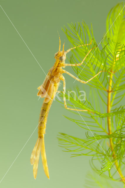 Koperen beekjuffer (Calopteryx haemorrhoidalis)