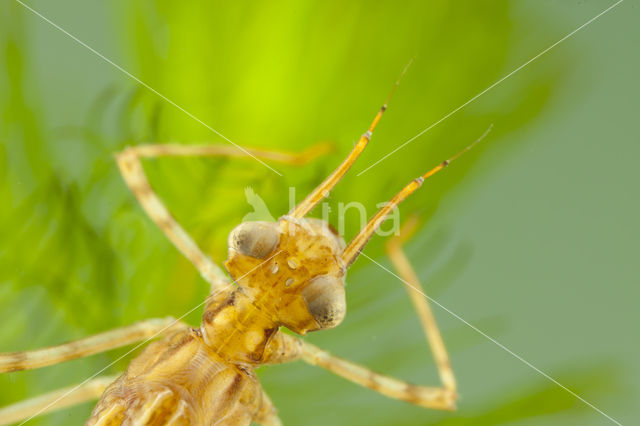 Koperen beekjuffer (Calopteryx haemorrhoidalis)