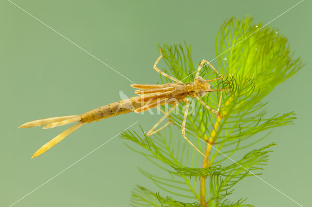 Koperen beekjuffer (Calopteryx haemorrhoidalis)