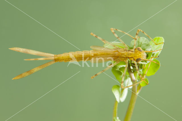 Koperen beekjuffer (Calopteryx haemorrhoidalis)