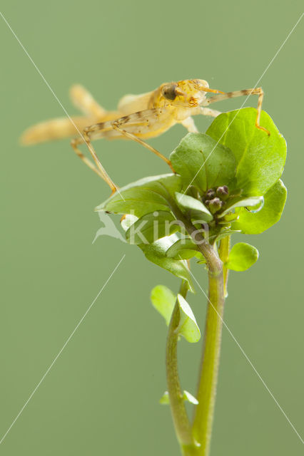 Koperen beekjuffer (Calopteryx haemorrhoidalis)