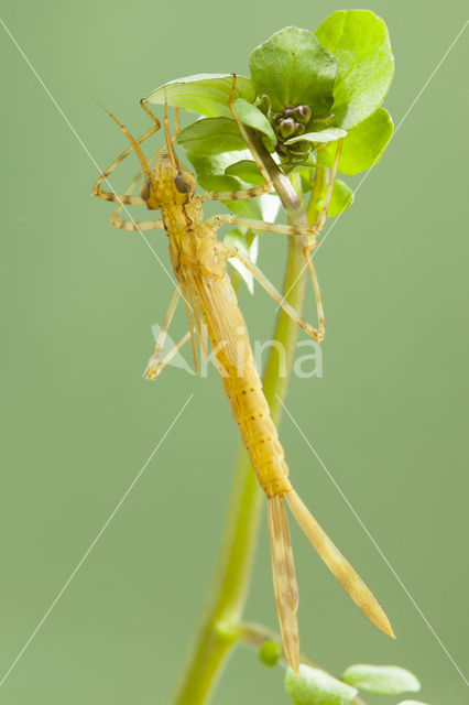 Koperen beekjuffer (Calopteryx haemorrhoidalis)