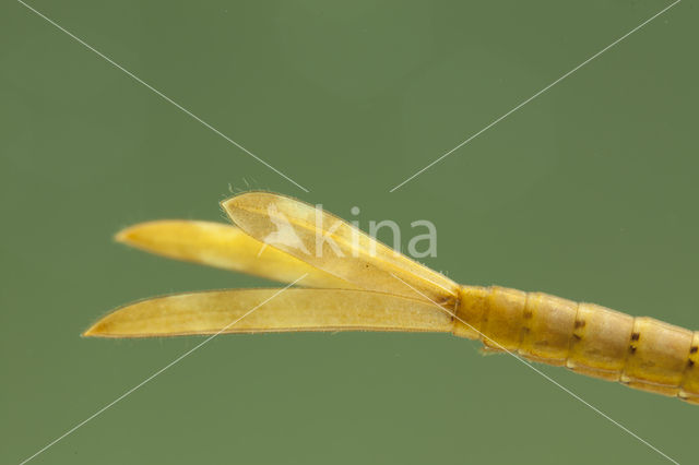 Koperen beekjuffer (Calopteryx haemorrhoidalis)