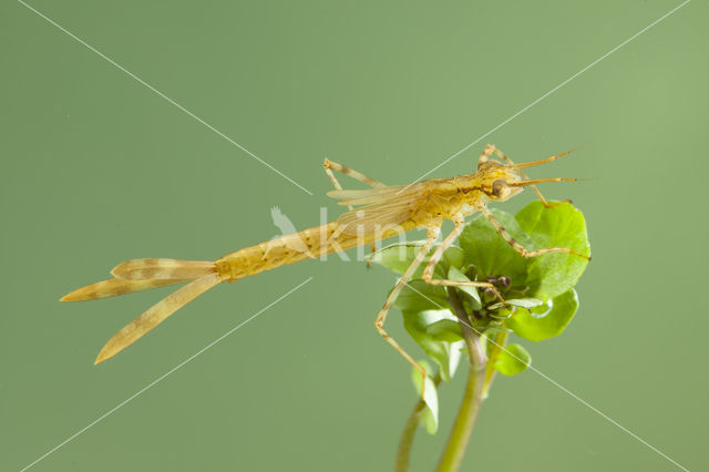 Koperen beekjuffer (Calopteryx haemorrhoidalis)