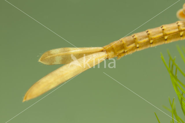 Koperen beekjuffer (Calopteryx haemorrhoidalis)