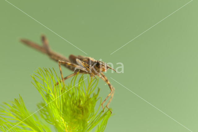 Koperen beekjuffer (Calopteryx haemorrhoidalis)