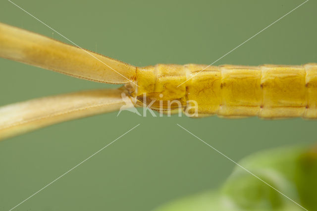 Koperen beekjuffer (Calopteryx haemorrhoidalis)