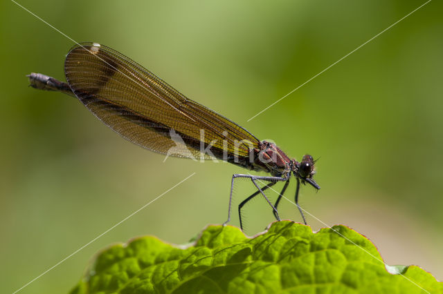 Koperen beekjuffer (Calopteryx haemorrhoidalis)