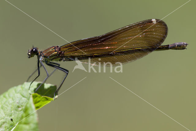 Koperen beekjuffer (Calopteryx haemorrhoidalis)