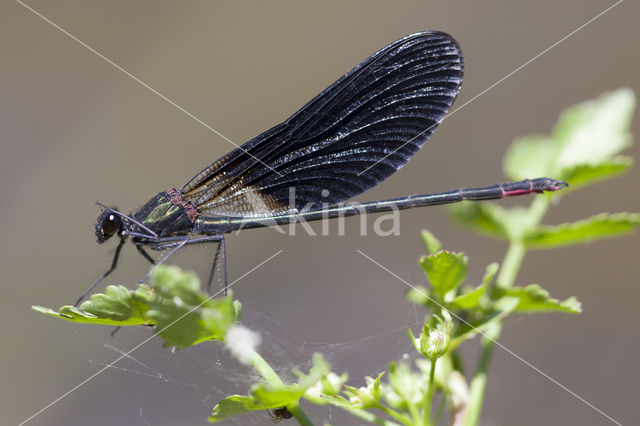 Koperen beekjuffer (Calopteryx haemorrhoidalis)