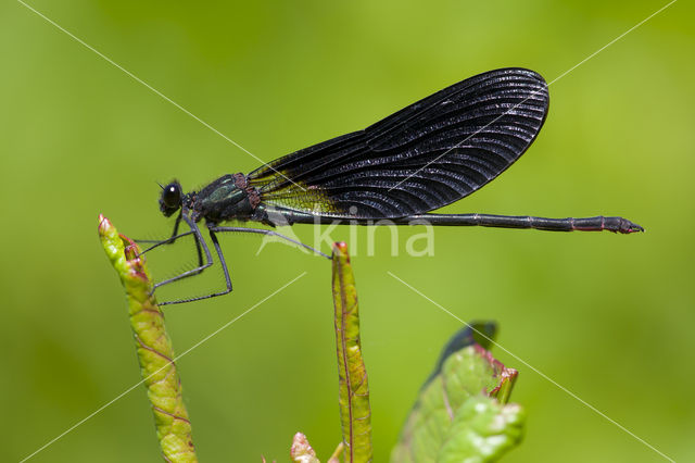 Koperen beekjuffer (Calopteryx haemorrhoidalis)