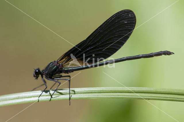 Koperen beekjuffer (Calopteryx haemorrhoidalis)