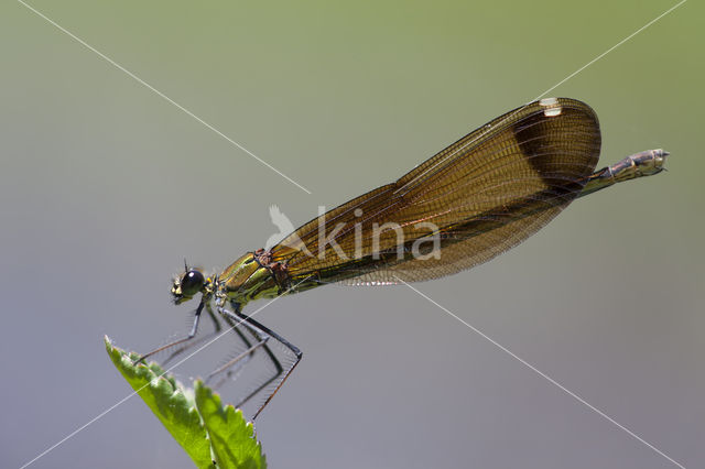 Koperen beekjuffer (Calopteryx haemorrhoidalis)