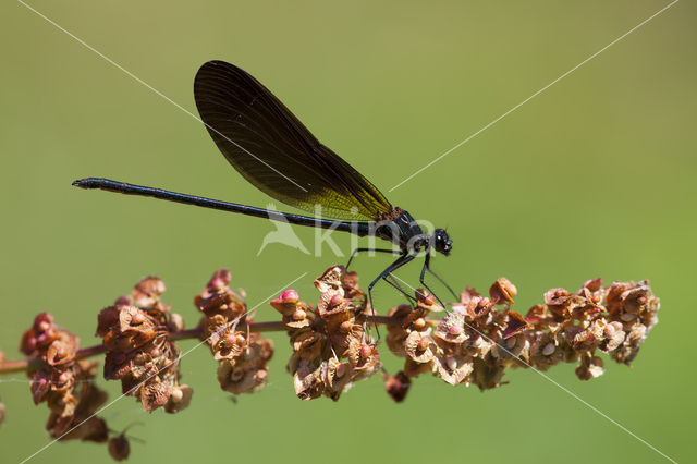 Koperen beekjuffer (Calopteryx haemorrhoidalis)