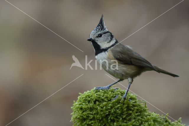 Kuifmees (Parus cristatus)