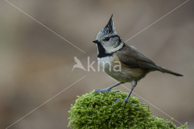 Kuifmees (Parus cristatus)