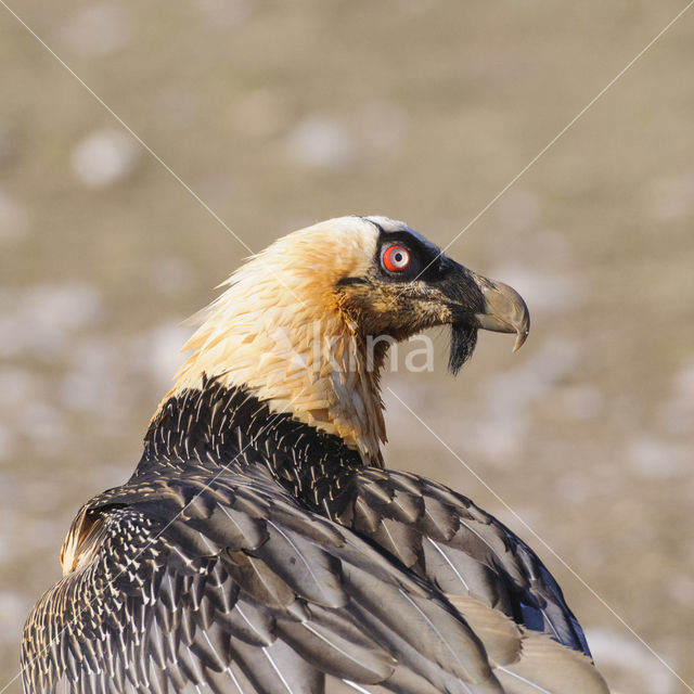 Lammergier (Gypaetus barbatus)