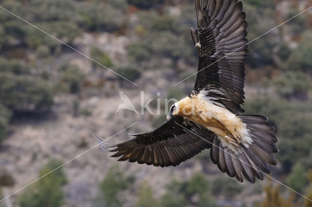 Lammergier (Gypaetus barbatus)